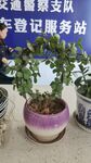 多彩花盆绿植装饰登记服务站