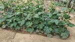 田间生长的绿色蔬菜植株