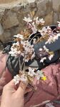 手捧烂漫樱花枝