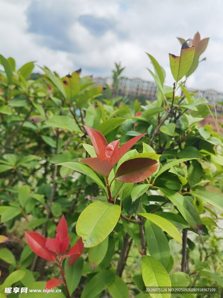 绿叶间的艳丽红花朵