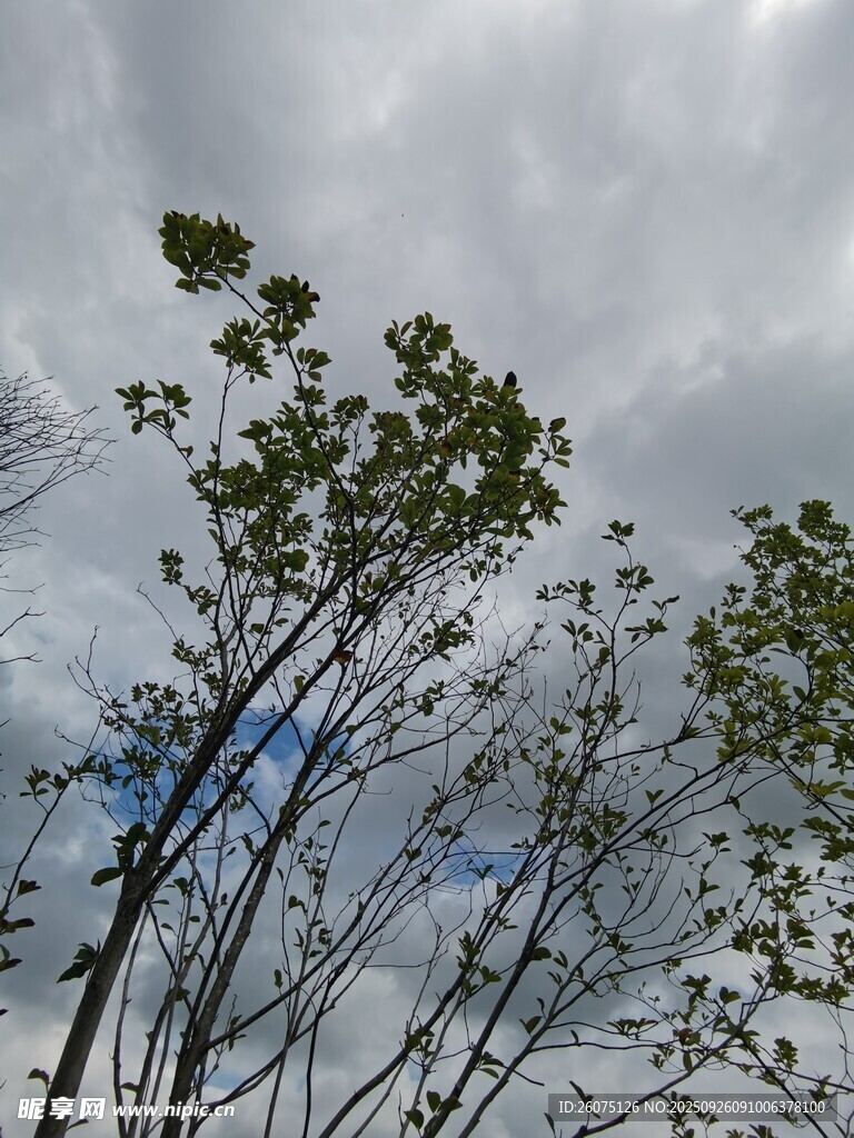 仰视天空下的繁茂枝叶