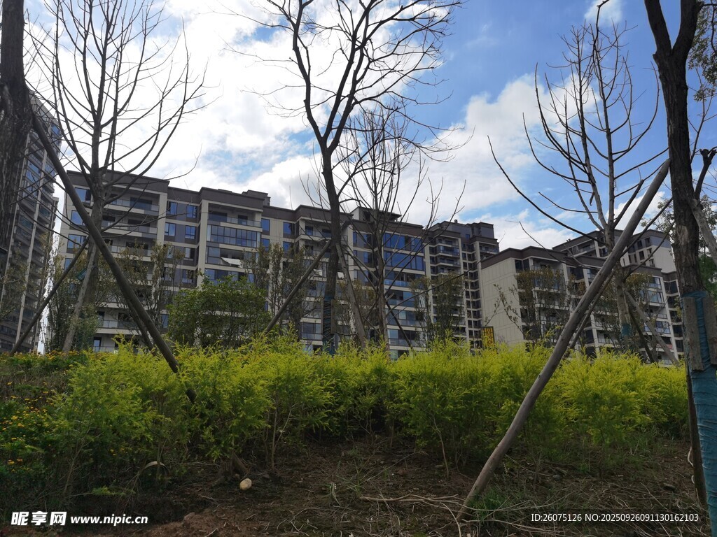 小区绿植与楼房景观