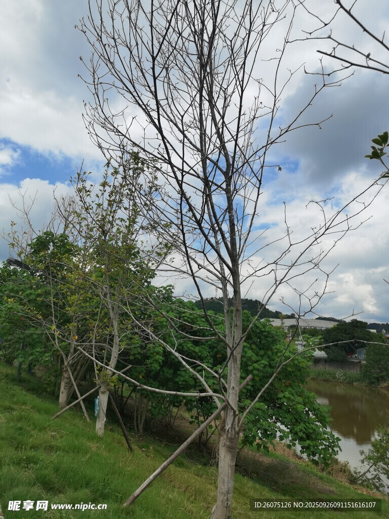 河畔光秃树木与绿植景观