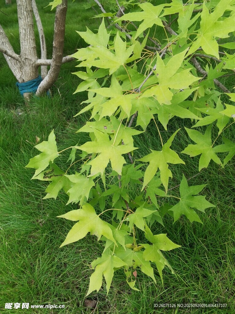 嫩绿枫叶在草地中生长