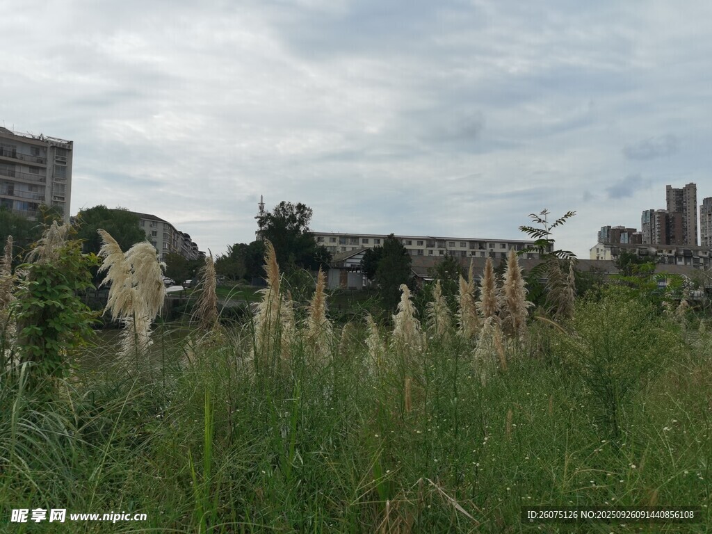 城市中生长的野生芦苇丛