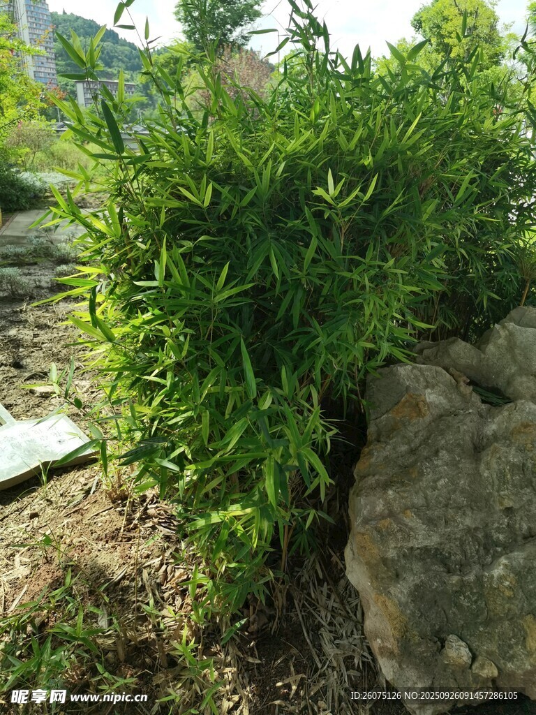 石边翠绿植物生机盎然