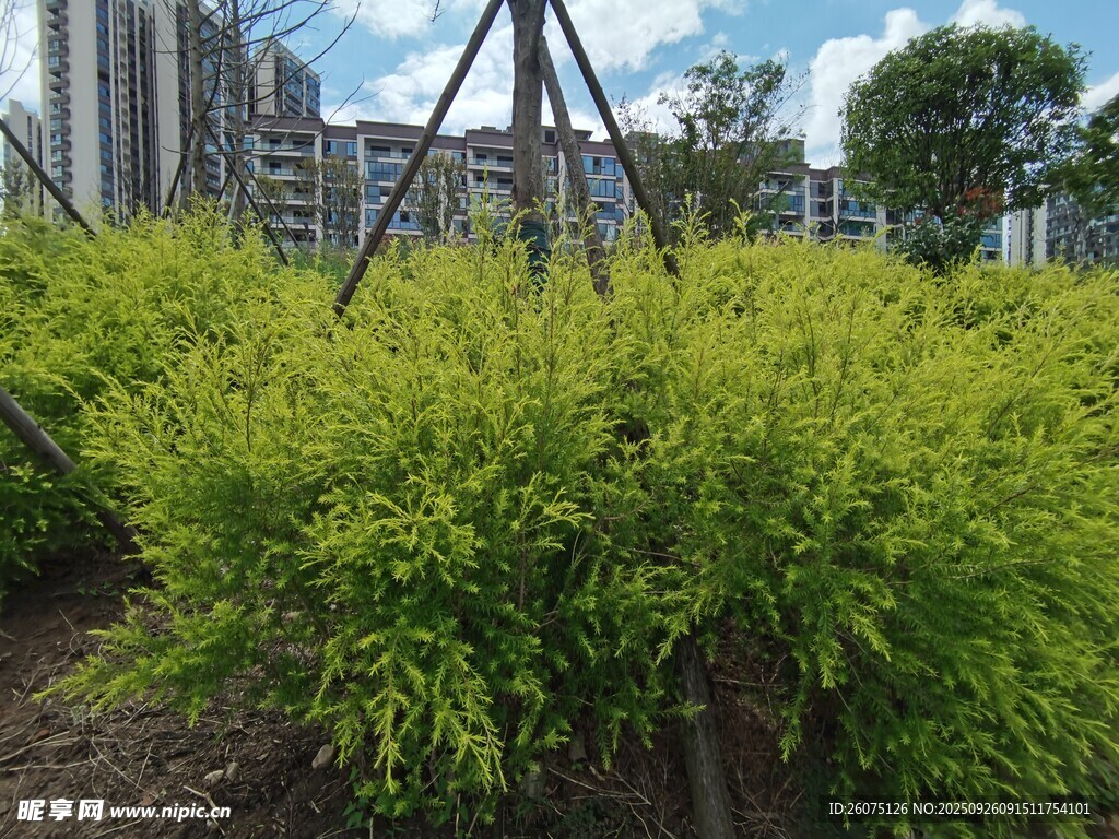 城市中的翠绿灌木丛