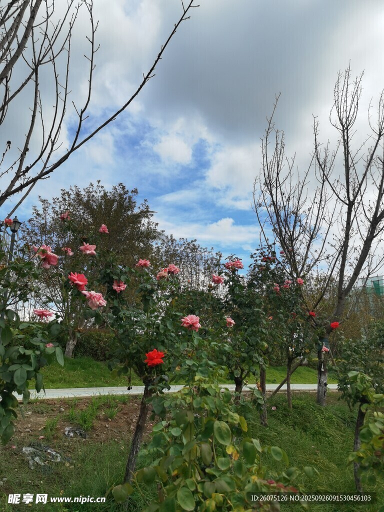 春日果园景致