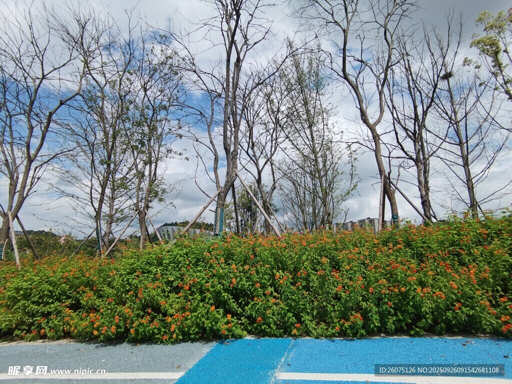 户外蓝地绿植树木景观