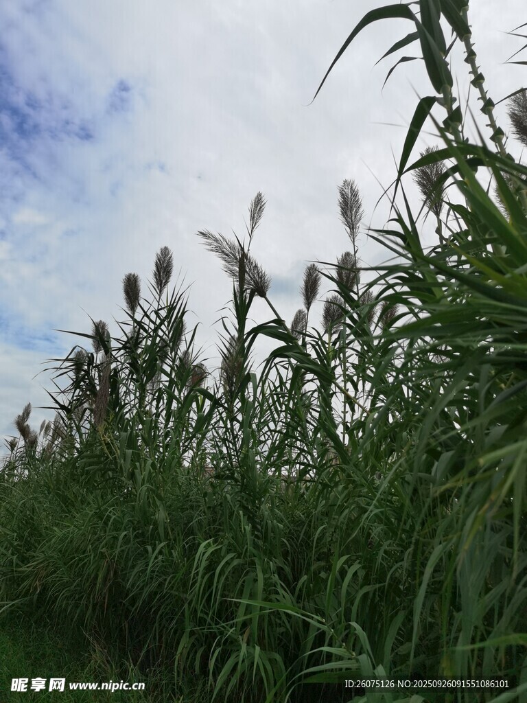 田野中的高大芦苇丛