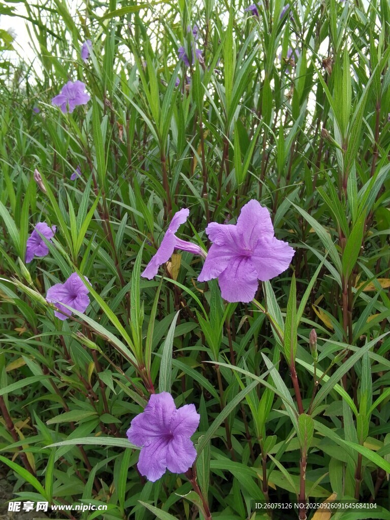 草丛中的紫色小花