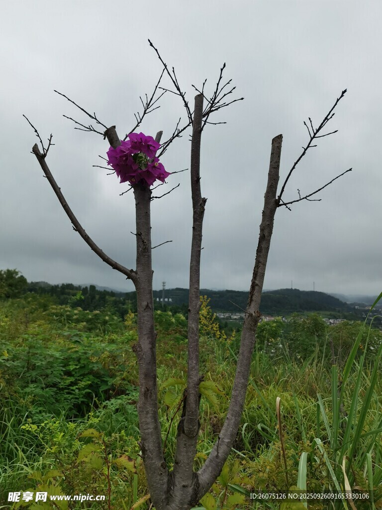 孤枝上的紫色花朵