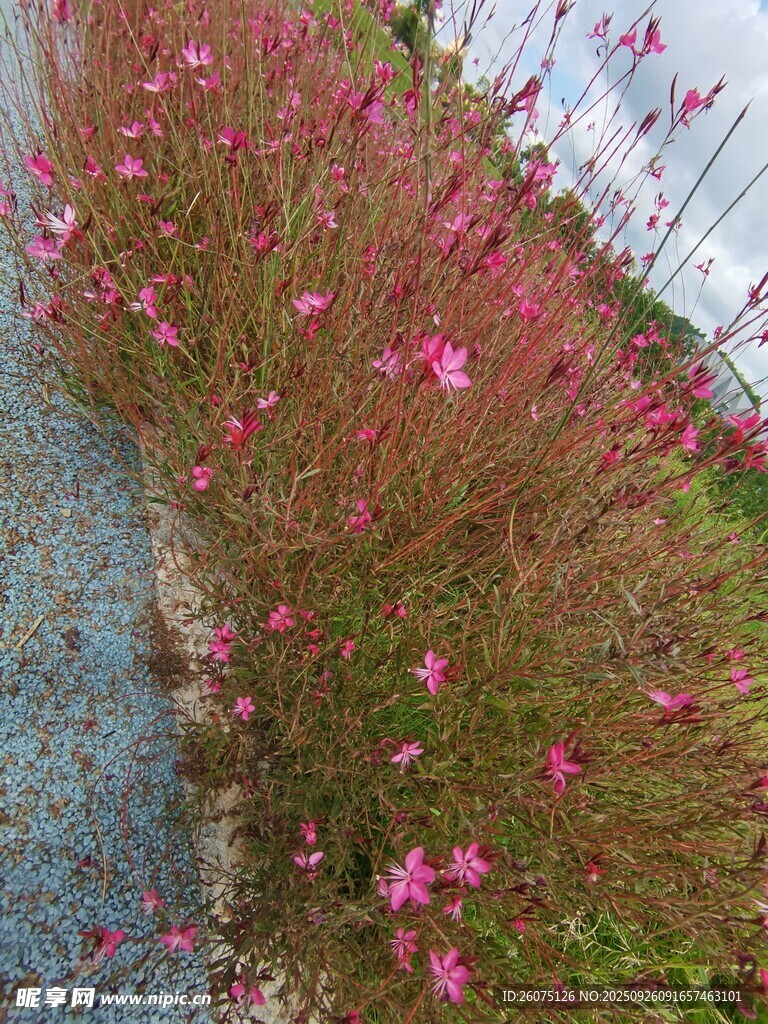粉色小花绽放于草丛间