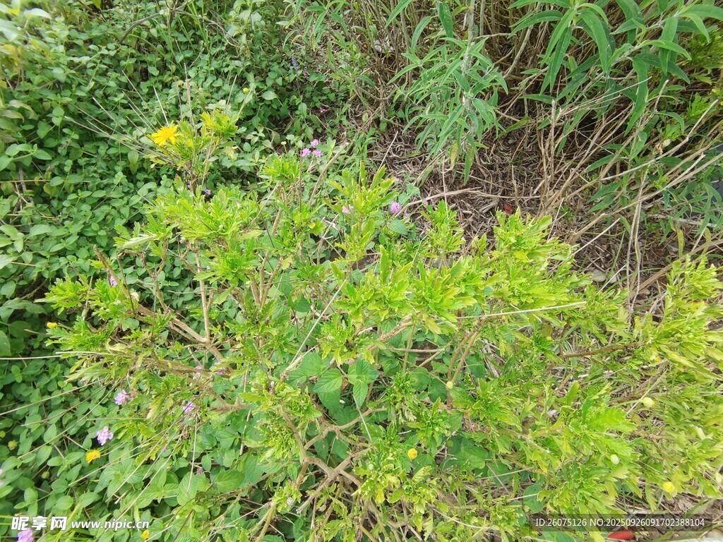 野外繁茂绿植景象