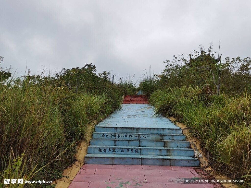 彩色步道穿行于绿植间