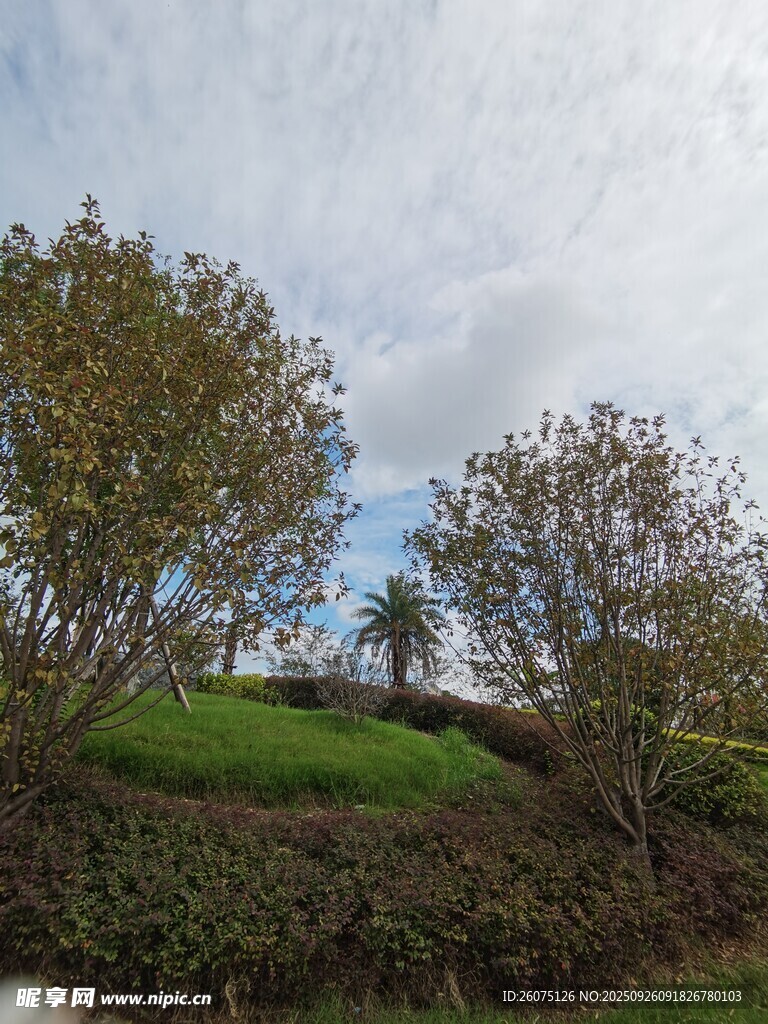 绿意盎然的户外景致