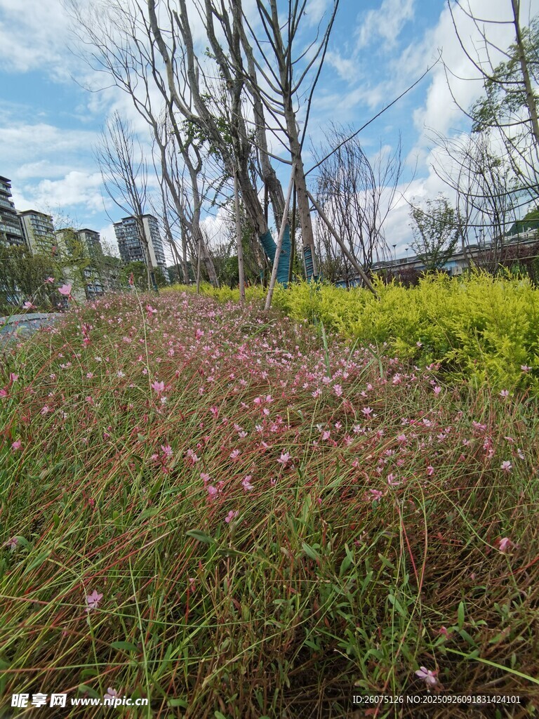 春日草地与树木的景致