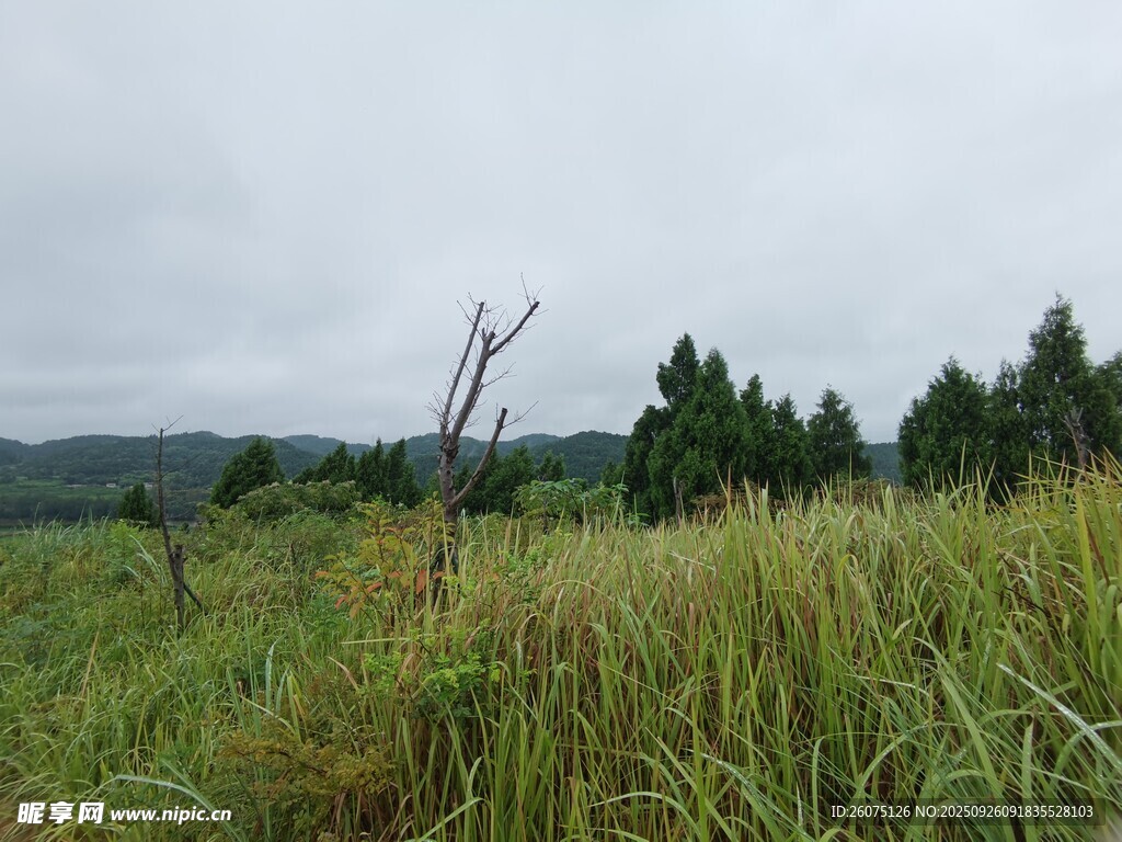 野外草地与稀疏树木景观