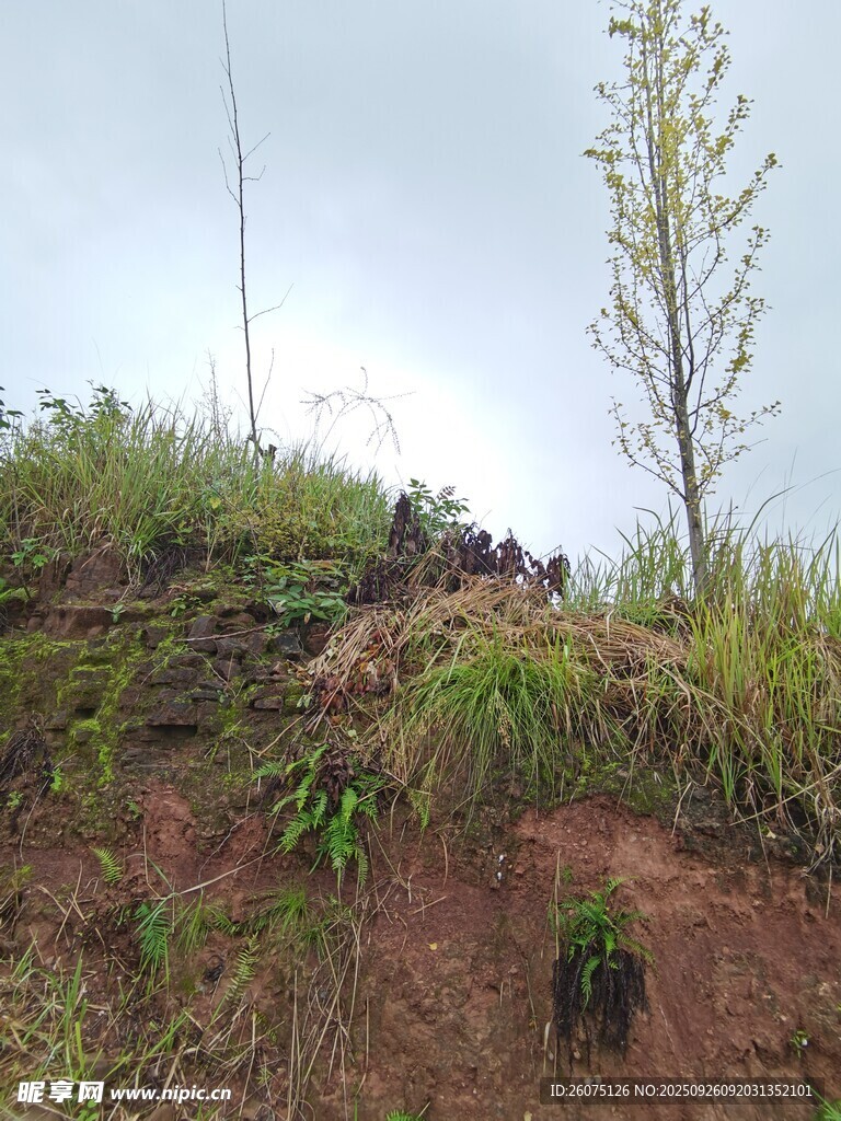 山坡绿植景观