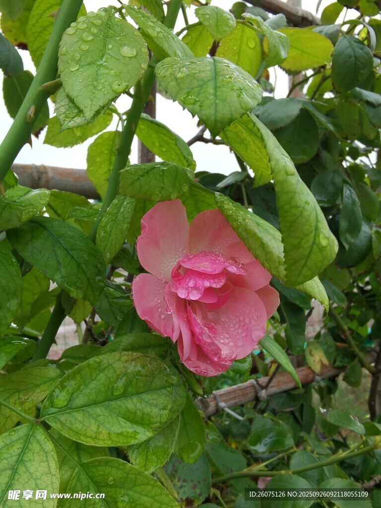 娇艳木槿花绽放绿叶间