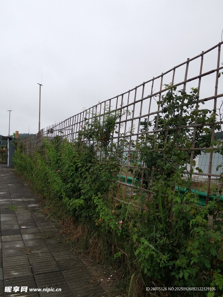 户外围栏旁的绿植小路