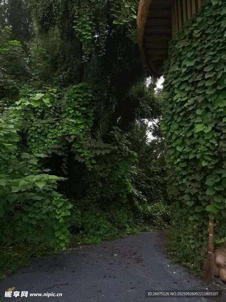 绿意盎然的幽静林间小道