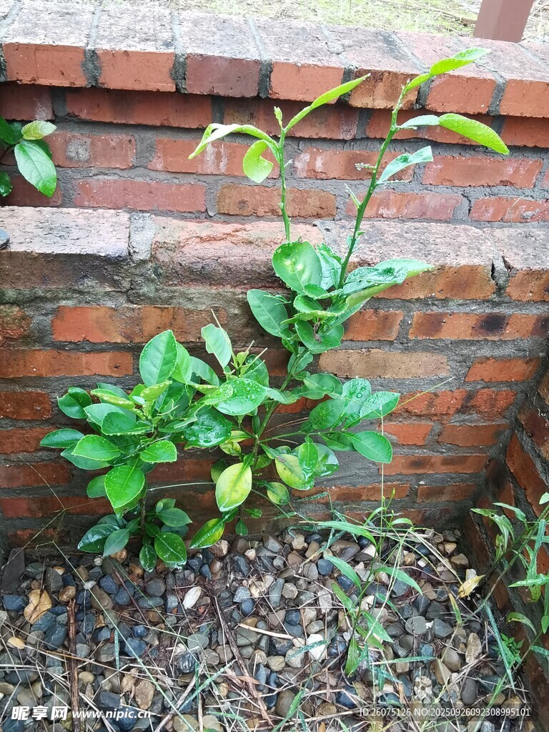 砖墙边生长的翠绿植物