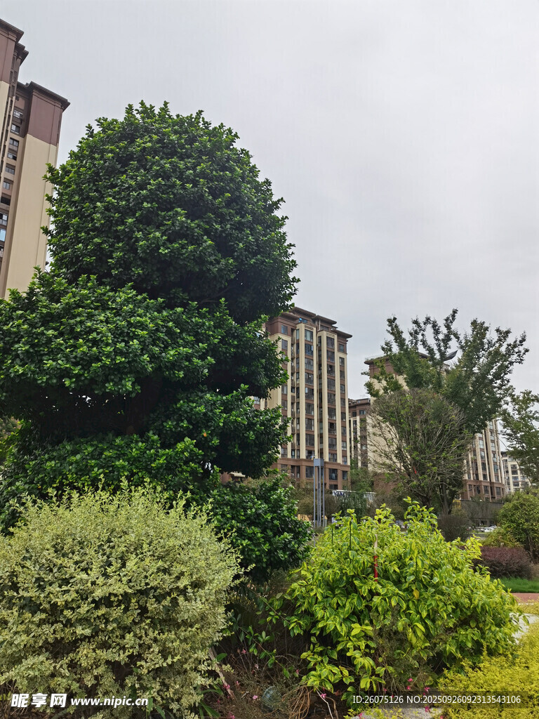 小区绿植景观