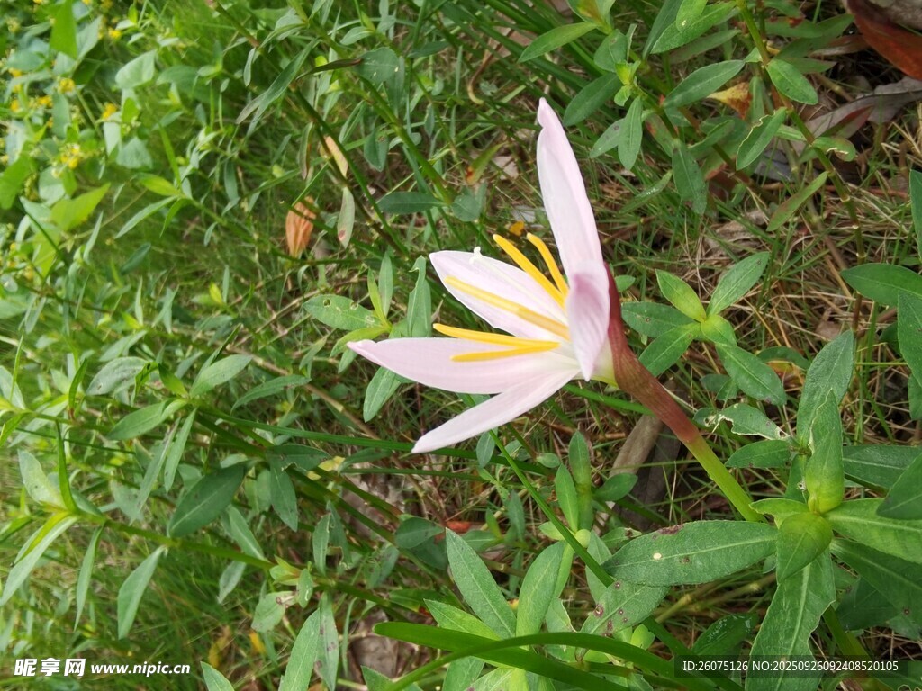 绿叶间的粉色绽放花朵