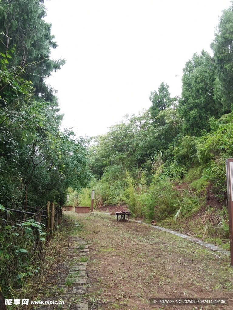 林间小道绿意盎然