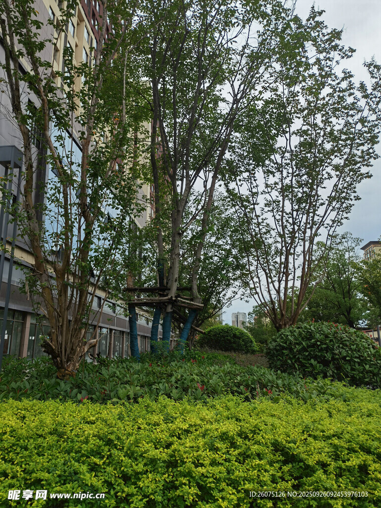 城市中的绿树与葱郁植被