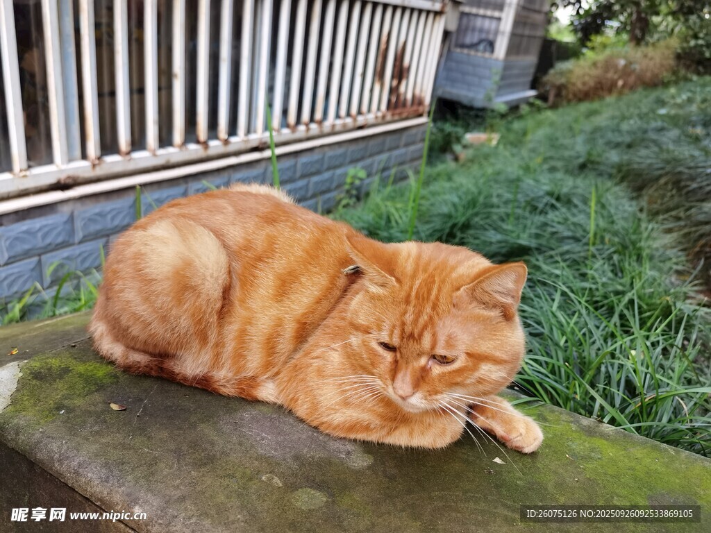 橘猫趴卧在长满青苔的石台