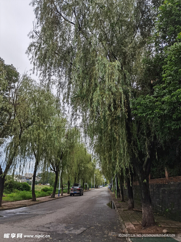 林荫小道静谧绿意风景