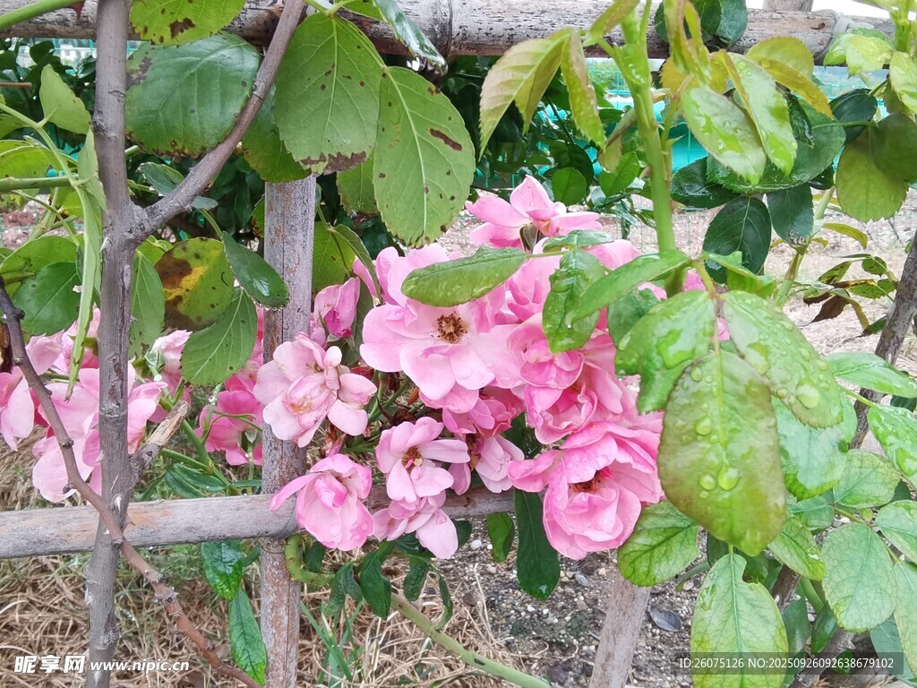 粉色三角梅攀爬于栅栏间