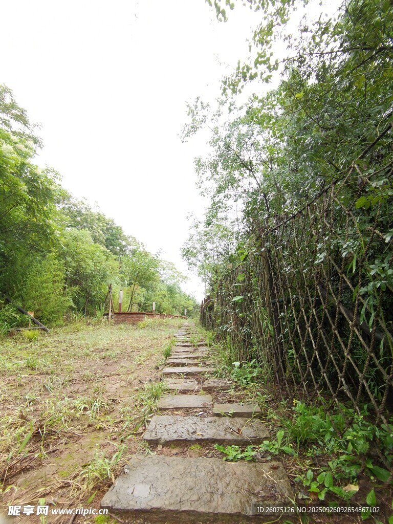 林间石板小径自然之景