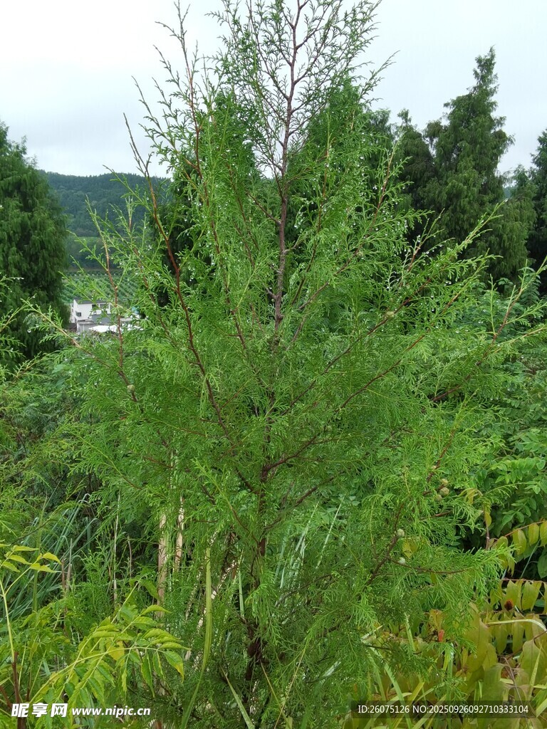 野外繁茂的绿色植物景观