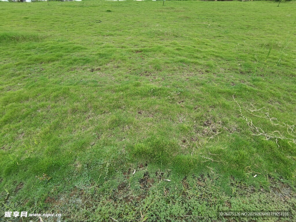 翠绿草地自然清新之景