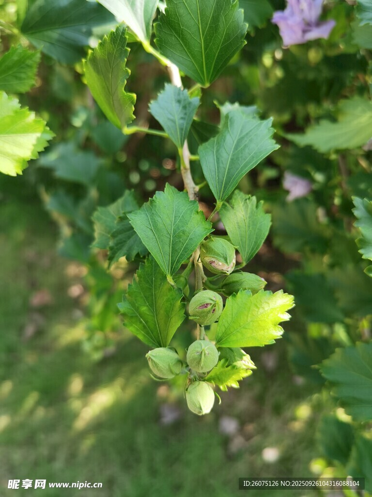 绿叶间的青涩花苞