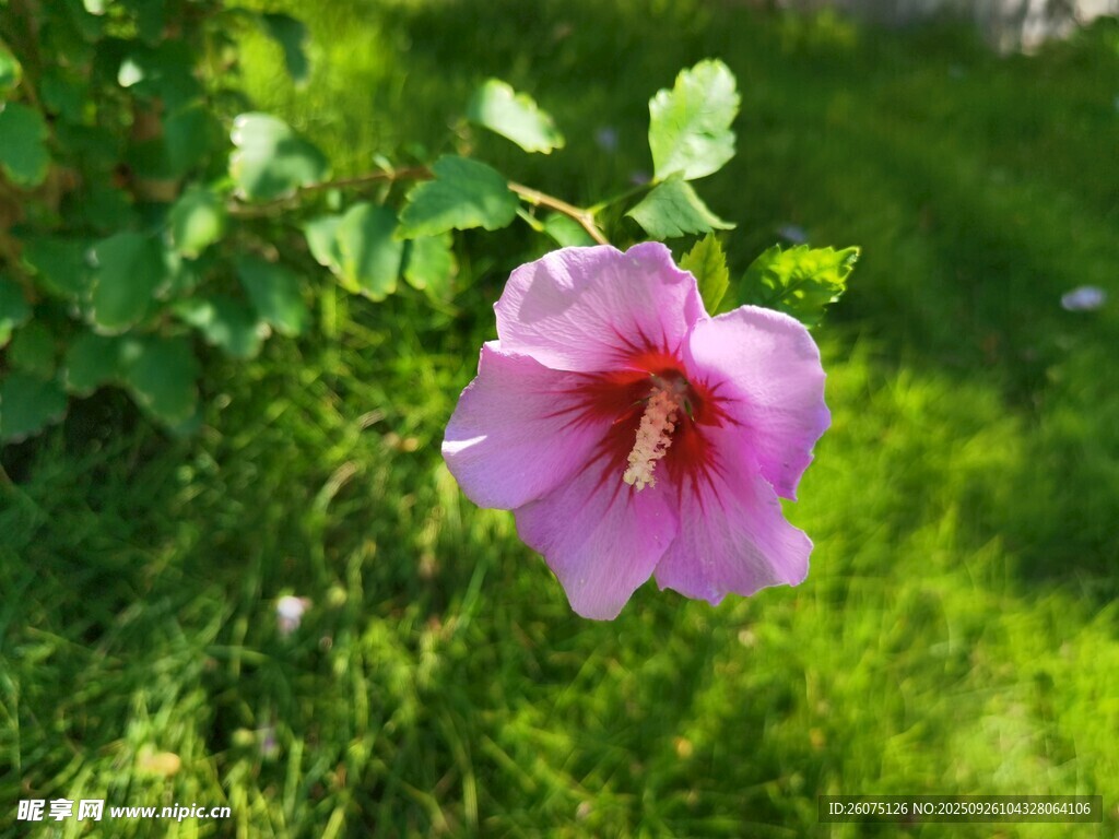 粉色木槿花绽放于绿草间