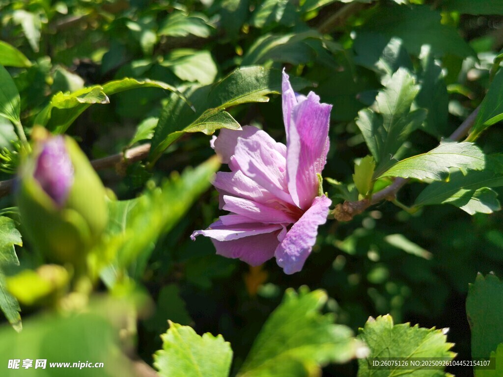 绽放的紫色木槿花