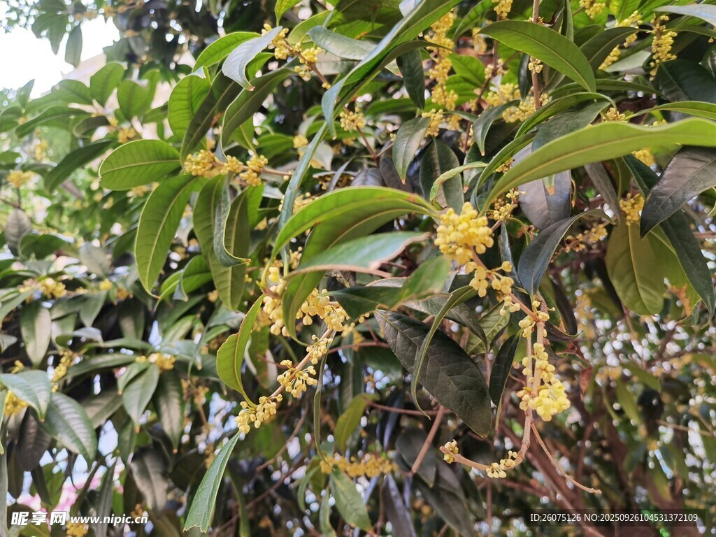 枝头绽放的黄色桂花