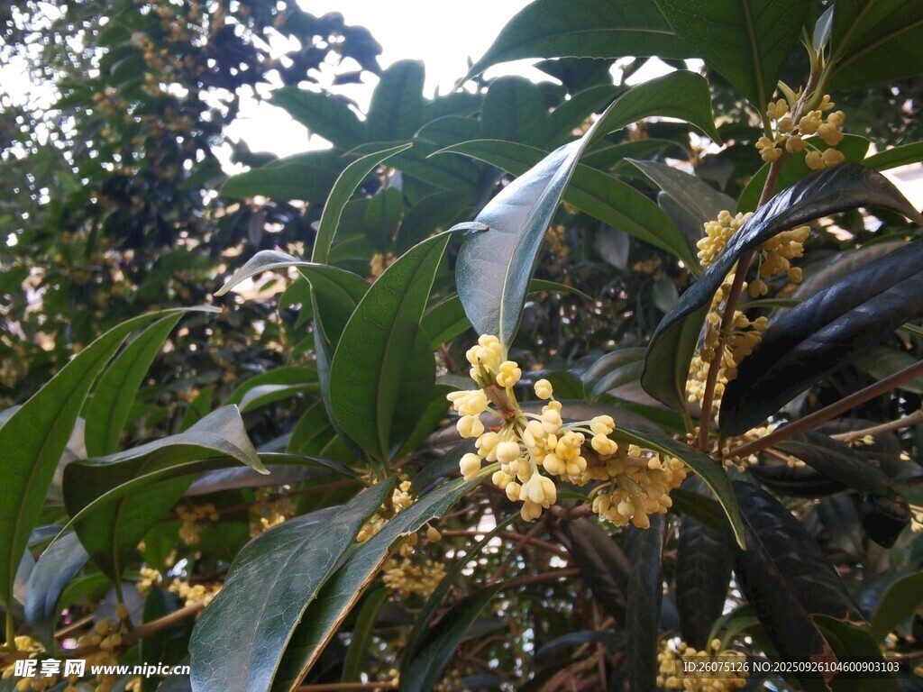 枝头绽放的金黄桂花