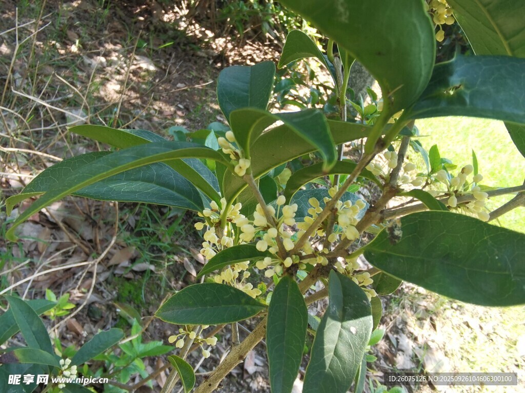 绿叶间的黄色小花