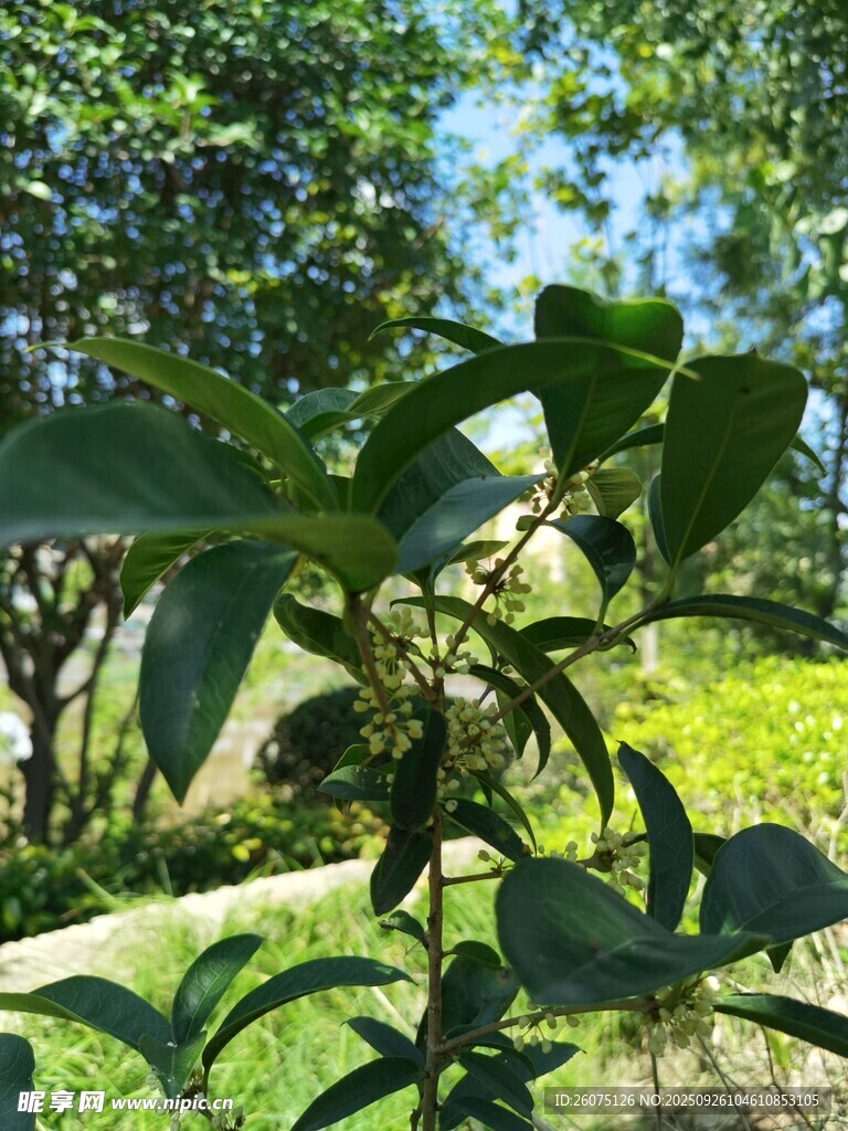 绿叶繁茂的户外植物景象