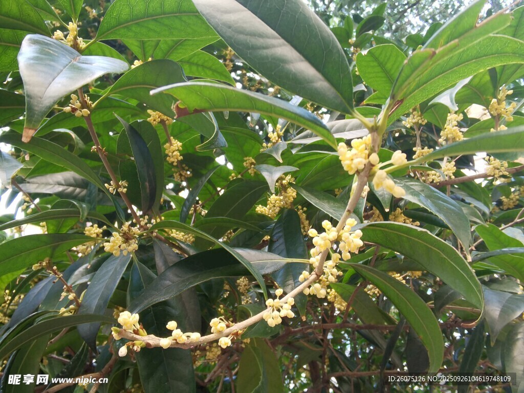 盛开的桂花枝头