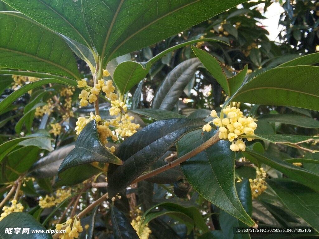 盛开的桂花