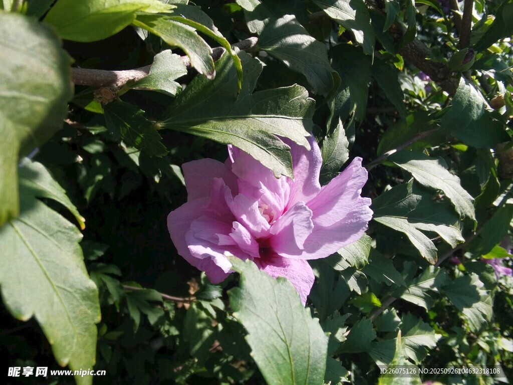 娇艳紫花绽放绿叶间