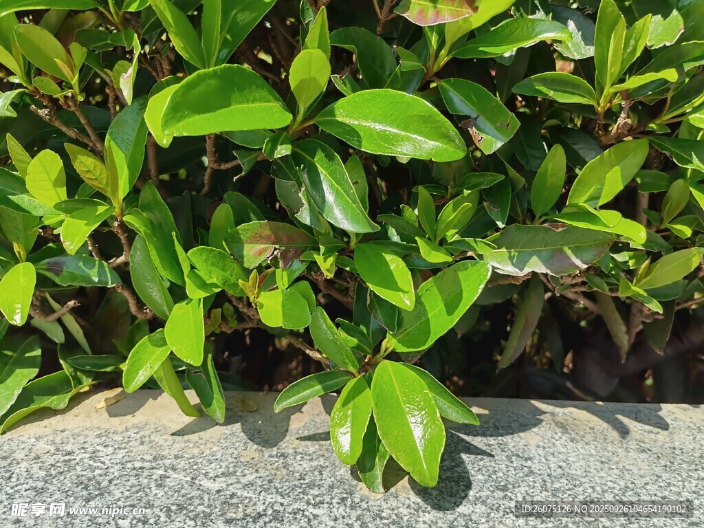 翠绿叶片生机盎然