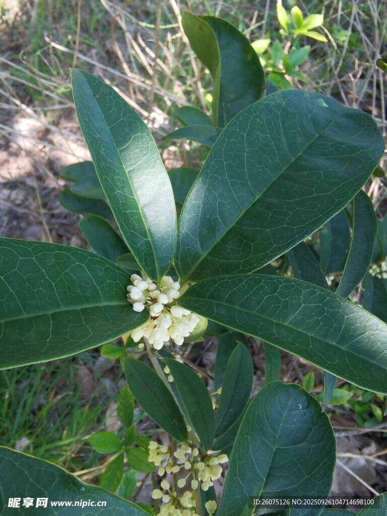 绿叶丛中的白色桂花
