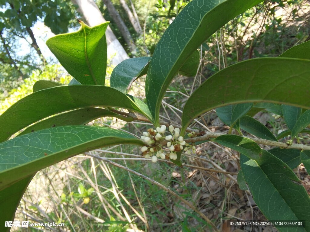 绿叶间的植物果实